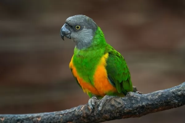 معلومات مذهلة عن سلوك وغذاء وعمر الببغاء السنغالي بالصور Senegal-parrot-facts_13149_1_1664160433