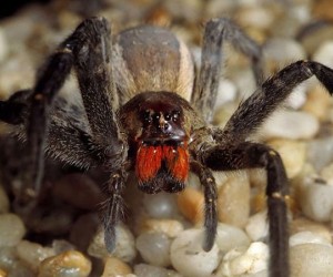 يعد العنكبوت البرازيلي الجوال واحد من أكثر العناكب السامة في العالم، إنه عدواني ويمكن العثور عليه في البرازيل، ويمكن أن يكون سم هذا العنكبوت مهمًا من ...