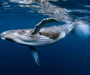 معلومات عن الحوت الأزرق أكبر الحيوانات على وجه الأرض بالصور