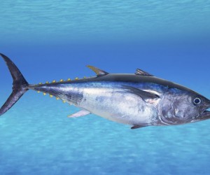 معلومات عن أنواع سمك التونة الشهيرة بالصور والفيديو