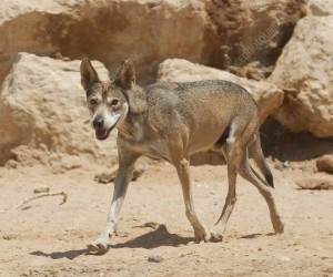 معلومات عن الذئب العربي أصغر أنواع الذئب الرمادي بالصور والفيديو