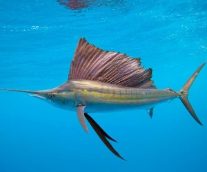 سمكة الزعنفة الشراعية أسرع حيوان بحري في العالم بالصور