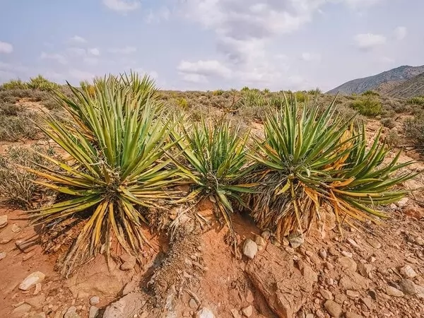 ﻿أهم وأشهر النباتات الصحراوية بالصور Desert-plants-list_10466_11_1676140521