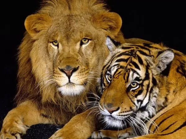 Qual é a diferença entre leões e tigres e quem vencerá a batalha? - a magia do universo