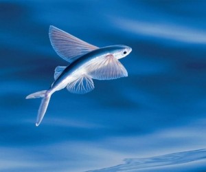 يعد تحديد السرعة القصوى للأسماك في البرية أمرا صعبا نظرا لأن كل من الأسماك والماء يتحركان، أحيانا معا وأحيانا في اتجاهين متعاكسين، وعلى الرغم من عدم ...