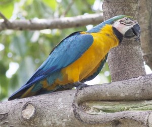 غابة الأمازون المطيرة هي جنة لعشاق الطيور، وموطن لأكثر من ألف نوع مختلف، بما في ذلك ببغاء المكاو الأزرق والأصفر، ببغاء المكاو ذكي للغاية، ويتزاوج مدى ...