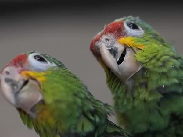   amazon-parrot-facts_