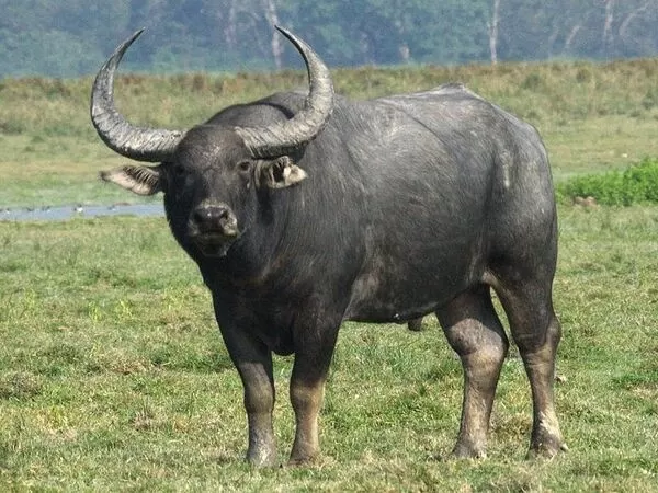 buffalo-types_10195_