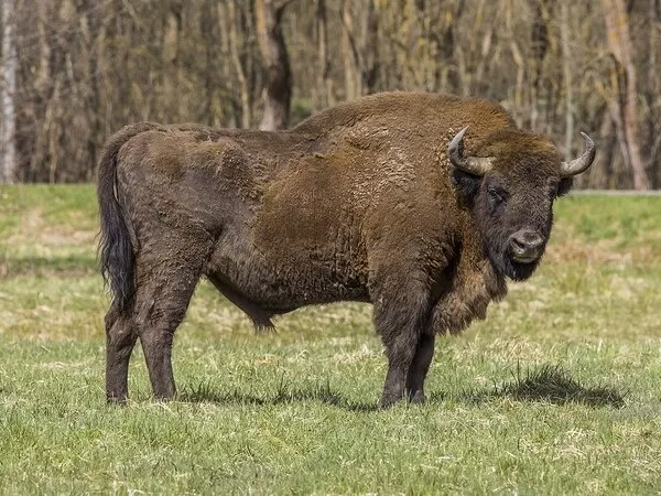  buffalo-types_10195_