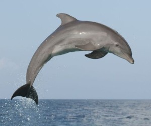 معلومات رائعة عن الدلفين للأطفال بالصور
