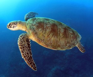 السلحفاة الخضراء البحرية (Chelonia mydas) هي إحدى أنواع السلاحف البحرية التي تعيش في المحيطات والبحار حول العالم، تتميز هذه السلحفاة بلونها الأخضر ...