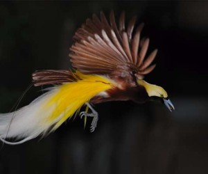 طائر الجنة، هو أحد الطيور الجميلة والذكية والاجتماعية الذي تنتمي إلى عائلة الببغاوات (Psittacidae)، يتميز طائر الجنة بالعديد من السمات الفريدة الذي ...