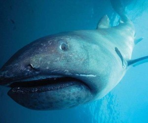 14 من أغرب أنواع سمك القرش التي لا تعرفها بالصور