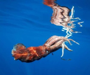الحبار من الحيوانات المفترسة الرائعة في المحيطات، هذه اللافقاريات (حيوانات ليس لها عمود فقري) هي من الرخويات، مثل القواقع تمامًا، لكنها لا تمتلك ...