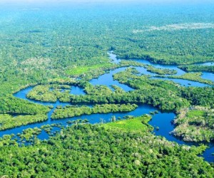 معلومات عن نهر الأمازون و8 من أشهر حيواناته بالصور