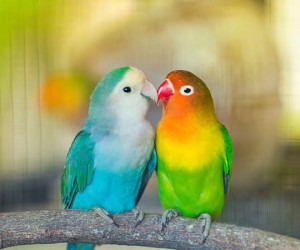 طيور الحب هي نوع صغير من الببغاء لونه أخضر في البرية، ولكن لديه العديد من الطفرات اللونية في الأصناف التي يتم تربيتها كحيوانات أليفة، لديه منقار طويل ...