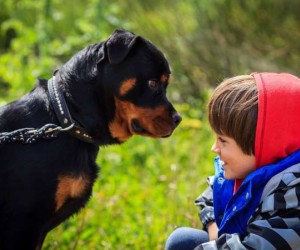 قد تكون الكلاب أفضل أصدقائنا، لكنها لا تزال حيوانات ويمكنها العض، في الواقع، تعض الكلاب حوالي 4.7 مليون أمريكي كل عام، نصفهم من الأطفال الذين تتراوح ...