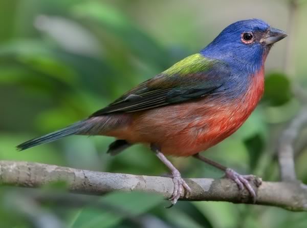 معلومات وصور اجمل الطيور فى العالم